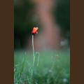 IMG_1766.JPG